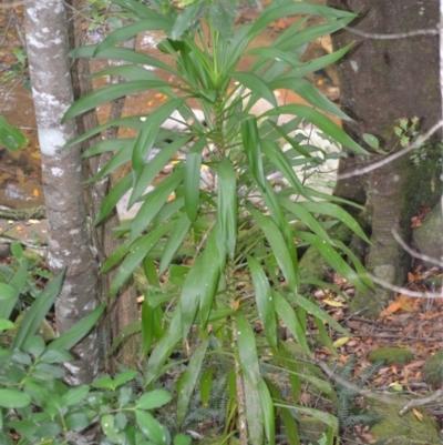 Cordyline stricta (Narrow-leaved Palm Lily) at Jamberoo, NSW - 4 Jan 2023 by plants
