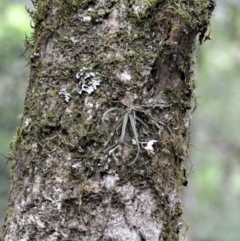 Sarcochilus hillii (Morrison's Tree-orchid, or Myrtle Bells) at Jamberoo, NSW - 3 Jan 2023 by plants