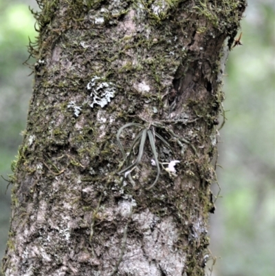 Sarcochilus hillii (Morrison's Tree-orchid, or Myrtle Bells) at Budderoo National Park - 3 Jan 2023 by plants