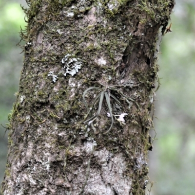 Sarcochilus hillii (Morrison's Tree-orchid, or Myrtle Bells) at Budderoo National Park - 2 Jan 2023 by plants