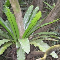 Asplenium australasicum (Bird's Nest Fern, Crow's Nest Fern) at Jamberoo, NSW - 2 Jan 2023 by plants