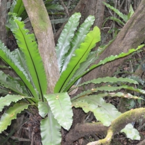 Asplenium australasicum at Jamberoo, NSW - suppressed