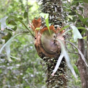 Platycerium bifurcatum at Jamberoo, NSW - 3 Jan 2023