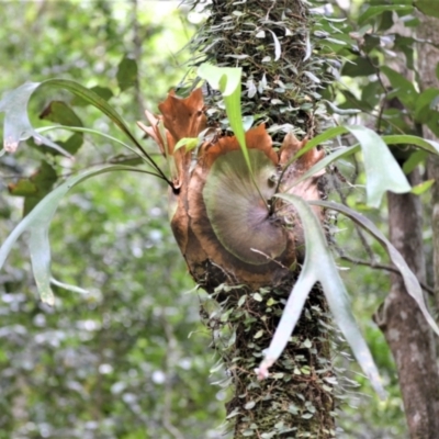 Platycerium bifurcatum (Elkhorn) at Jamberoo, NSW - 2 Jan 2023 by plants