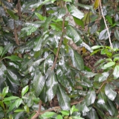 Pisonia umbellifera (Birdlime Tree) at Jamberoo, NSW - 2 Jan 2023 by plants