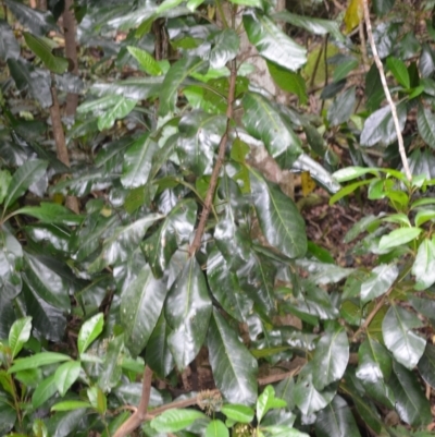 Pisonia umbellifera (Birdlime Tree) at Jamberoo, NSW - 3 Jan 2023 by plants