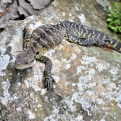 Intellagama lesueurii (Australian Water Dragon) at Jamberoo, NSW - 3 Jan 2023 by plants