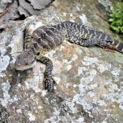 Intellagama lesueurii lesueurii (Eastern Water Dragon) at Jamberoo, NSW - 2 Jan 2023 by plants