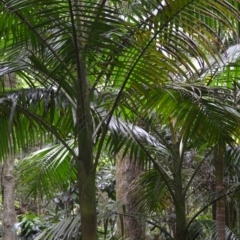 Archontophoenix cunninghamiana (Piccabeen, Bangalow Palm) at Budderoo National Park - 3 Jan 2023 by plants