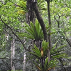 Asplenium australasicum (Bird's Nest Fern, Crow's Nest Fern) at Jamberoo, NSW - 2 Jan 2023 by plants