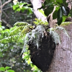 Asplenium polyodon (Willow Spleenwort) at Budderoo National Park - 3 Jan 2023 by plants