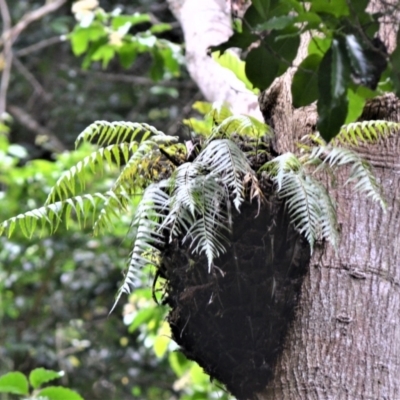 Asplenium polyodon (Willow Spleenwort) at Jamberoo, NSW - 3 Jan 2023 by plants