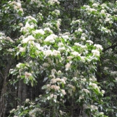 Pennantia cunninghamii (Brown Beech) at Jamberoo, NSW - 2 Jan 2023 by plants