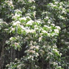 Pennantia cunninghamii (Brown Beech) at Jamberoo, NSW - 3 Jan 2023 by plants