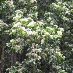 Pennantia cunninghamii (Brown Beech) at Budderoo National Park - 3 Jan 2023 by plants