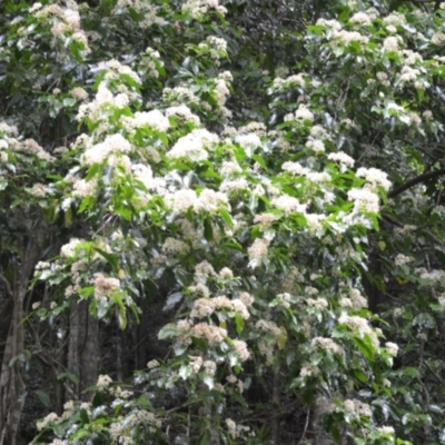 Pennantia cunninghamii (Brown Beech) at Budderoo National Park - 2 Jan 2023 by plants