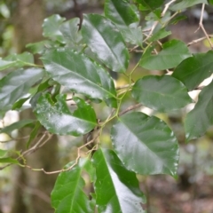 Pennantia cunninghamii at Jamberoo, NSW - 3 Jan 2023