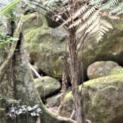 Cyathea leichhardtiana (Prickly Tree Fern) at Jamberoo, NSW - 2 Jan 2023 by plants