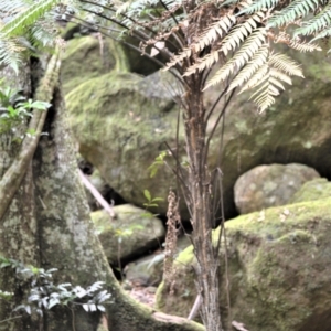 Cyathea leichhardtiana at Jamberoo, NSW - suppressed