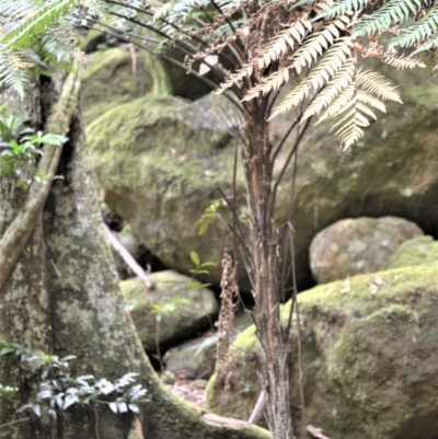 Cyathea leichhardtiana (Prickly Tree Fern) at Budderoo National Park - 2 Jan 2023 by plants