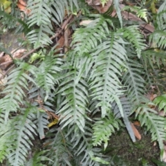 Microsorum scandens (Fragrant Fern) at Budderoo National Park - 3 Jan 2023 by plants