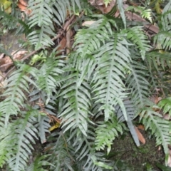 Microsorum scandens (Fragrant Fern) at Jamberoo, NSW - 2 Jan 2023 by plants