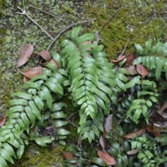 Arthropteris tenella (Climbing Fern) at Budderoo National Park - 2 Jan 2023 by plants
