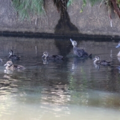 Anas superciliosa (Pacific Black Duck) at Greenway, ACT - 2 Jan 2023 by RodDeb