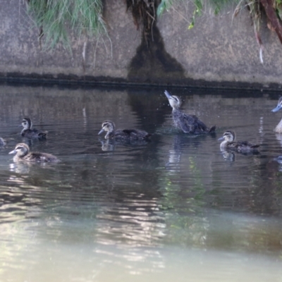 Anas superciliosa (Pacific Black Duck) at Lake Tuggeranong - 2 Jan 2023 by RodDeb