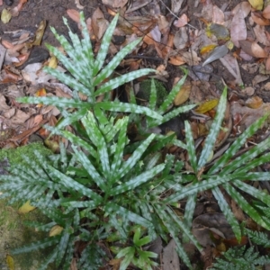 Pteris umbrosa at Jamberoo, NSW - 3 Jan 2023 04:08 AM