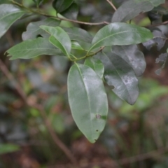 Litsea reticulata (Bolly Gum) at Budderoo National Park - 3 Jan 2023 by plants