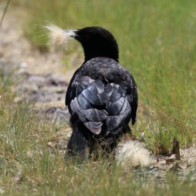 Corcorax melanorhamphos (White-winged Chough) at Greenway, ACT - 3 Jan 2023 by RodDeb