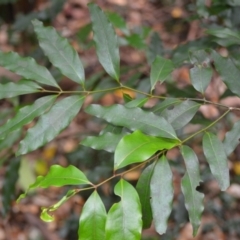 Cinnamomum oliveri (Oliver's Sassafras) at Jamberoo, NSW - 2 Jan 2023 by plants