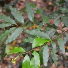 Cinnamomum oliveri (Oliver's sassafras) at Budderoo National Park - 3 Jan 2023 by plants