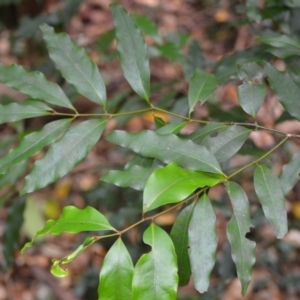 Cinnamomum oliveri at Jamberoo, NSW - 3 Jan 2023