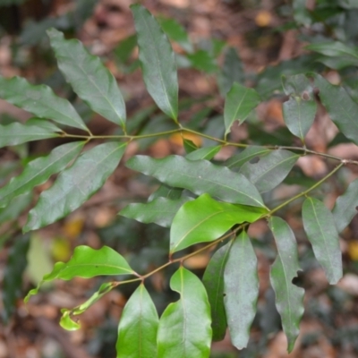 Cinnamomum oliveri (Oliver's sassafras) at Jamberoo, NSW - 3 Jan 2023 by plants