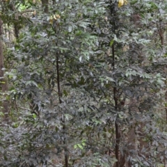 Cinnamomum oliveri at Jamberoo, NSW - 3 Jan 2023