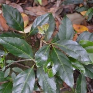 Cissus sterculifolia at Jamberoo, NSW - 3 Jan 2023 04:18 AM