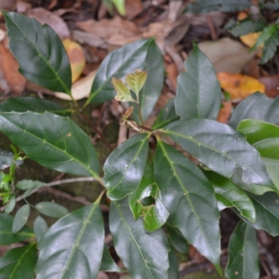 Cissus sterculifolia (Long-Leaf Water Vine) at Jamberoo, NSW - 3 Jan 2023 by plants