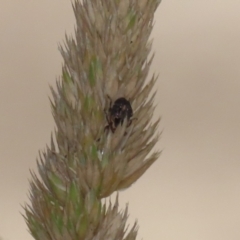 Unverified Insect at Greenway, ACT - 3 Jan 2023 by RodDeb