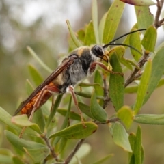 Unidentified Flower wasp (Scoliidae & Tiphiidae) at Boolijah, NSW - 3 Nov 2022 by RobG1