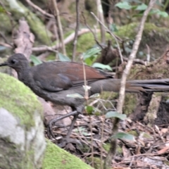 Menura novaehollandiae (Superb Lyrebird) at Jamberoo, NSW - 3 Jan 2023 by plants