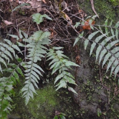 Asplenium polyodon (Willow Spleenwort) at Budderoo National Park - 3 Jan 2023 by plants