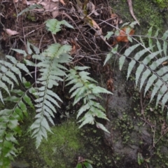 Asplenium polyodon (Willow Spleenwort) at Budderoo National Park - 2 Jan 2023 by plants
