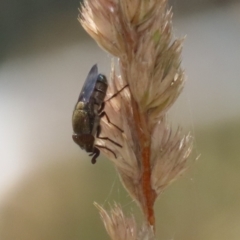 Stomorhina sp. (genus) (Snout fly) at Greenway, ACT - 3 Jan 2023 by RodDeb