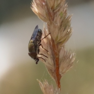 Stomorhina sp. (genus) at Greenway, ACT - 3 Jan 2023 11:38 AM