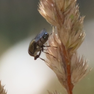 Stomorhina sp. (genus) at Greenway, ACT - 3 Jan 2023 11:38 AM