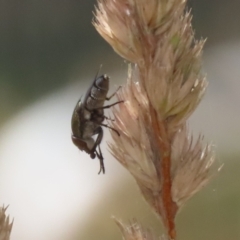 Stomorhina sp. (genus) at Greenway, ACT - 3 Jan 2023