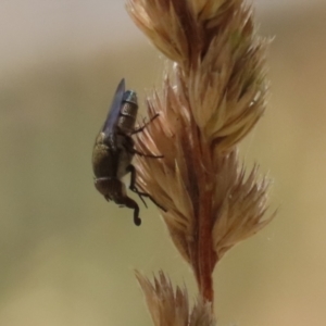 Stomorhina sp. (genus) at Greenway, ACT - 3 Jan 2023