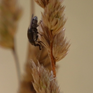 Stomorhina sp. (genus) at Greenway, ACT - 3 Jan 2023
